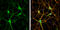 Neuroligin 1 antibody, GTX133208, GeneTex, Immunocytochemistry image 