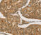 Carboxypeptidase A2 antibody, MBS2516678, MyBioSource, Immunohistochemistry frozen image 