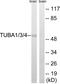 alpha-Tubulin antibody, PA5-39836, Invitrogen Antibodies, Western Blot image 