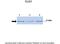 Chloride Intracellular Channel 1 antibody, 28-233, ProSci, Enzyme Linked Immunosorbent Assay image 