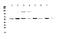 Cholinergic Receptor Nicotinic Alpha 3 Subunit antibody, A01981-1, Boster Biological Technology, Western Blot image 