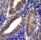 Calponin 2 antibody, LS-C168882, Lifespan Biosciences, Immunohistochemistry paraffin image 