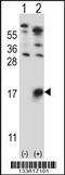 Glycophorin B (MNS Blood Group) antibody, 57-209, ProSci, Western Blot image 