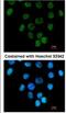 Ankyrin repeat domain-containing protein 1 antibody, NBP2-15397, Novus Biologicals, Immunofluorescence image 