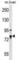 La Ribonucleoprotein Domain Family Member 4 antibody, abx029628, Abbexa, Western Blot image 