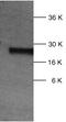 Diablo IAP-Binding Mitochondrial Protein antibody, MBS440042, MyBioSource, Western Blot image 