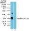 PXN antibody, NBP2-24459, Novus Biologicals, Western Blot image 