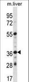 G Protein-Coupled Estrogen Receptor 1 antibody, LS-C166606, Lifespan Biosciences, Western Blot image 