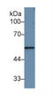 Matrix Metallopeptidase 12 antibody, LS-C297179, Lifespan Biosciences, Western Blot image 