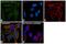 Adenosine Kinase antibody, PA5-27399, Invitrogen Antibodies, Immunofluorescence image 
