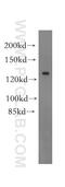 Gamma-Aminobutyric Acid Type B Receptor Subunit 1 antibody, 13940-1-AP, Proteintech Group, Western Blot image 