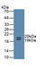 Uromodulin antibody, LS-C296931, Lifespan Biosciences, Western Blot image 