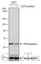 Chaperonin Containing TCP1 Subunit 5 antibody, GTX109908, GeneTex, Western Blot image 