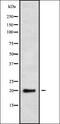 Mediator Complex Subunit 29 antibody, orb338412, Biorbyt, Western Blot image 