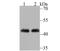 Actin Like 6A antibody, NBP2-75415, Novus Biologicals, Western Blot image 