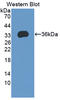 KH RNA Binding Domain Containing, Signal Transduction Associated 1 antibody, LS-C374986, Lifespan Biosciences, Western Blot image 