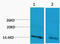 Histone H3 antibody, STJ97206, St John