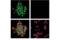 O-6-Methylguanine-DNA Methyltransferase antibody, 58121S, Cell Signaling Technology, Immunofluorescence image 