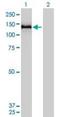 Collagen Type VI Alpha 2 Chain antibody, orb195415, Biorbyt, Western Blot image 