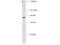 Basic, Immunoglobulin-Like Variable Motif Containing antibody, TA319234, Origene, Western Blot image 