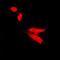 DNA Topoisomerase II Beta antibody, orb214690, Biorbyt, Immunofluorescence image 