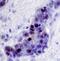 Nuclear Receptor Corepressor 2 antibody, AF7017, R&D Systems, Immunohistochemistry frozen image 