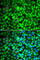 ATP Synthase F1 Subunit Alpha antibody, A5884, ABclonal Technology, Immunofluorescence image 