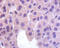 Myoglobin antibody, A54256-100, Epigentek, Immunohistochemistry paraffin image 