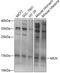Motilin antibody, 22-179, ProSci, Western Blot image 