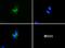 Perilipin 3 antibody, NB110-40765, Novus Biologicals, Immunofluorescence image 