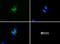 Perilipin-3 antibody, NB110-40765, Novus Biologicals, Immunofluorescence image 