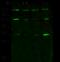 Inhibitor Of Growth Family Member 1 antibody, 101661-T32, Sino Biological, Western Blot image 