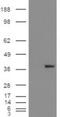 Aldo-Keto Reductase Family 1 Member A1 antibody, NB100-1074, Novus Biologicals, Western Blot image 