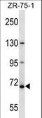 Zinc Finger Protein 135 antibody, LS-C160824, Lifespan Biosciences, Western Blot image 