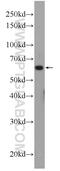 PHD Finger Protein 19 antibody, 11895-1-AP, Proteintech Group, Western Blot image 