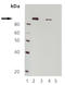 Elongation factor 2 antibody, ADI-905-775-100, Enzo Life Sciences, Western Blot image 