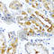 C-C Motif Chemokine Ligand 21 antibody, A1896, ABclonal Technology, Immunohistochemistry paraffin image 