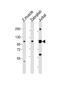 Serrate, RNA Effector Molecule antibody, PA5-72269, Invitrogen Antibodies, Western Blot image 