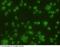 CD45 antibody, 10086-MM05-F, Sino Biological, Immunocytochemistry image 