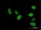 Tripartite Motif Containing 69 antibody, H00140691-B01P, Novus Biologicals, Immunofluorescence image 