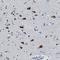 Apolipoprotein E antibody, MAB41442, Novus Biologicals, Immunohistochemistry frozen image 