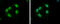Kelch Like Family Member 26 antibody, GTX120878, GeneTex, Immunofluorescence image 
