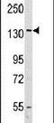 Valyl-TRNA Synthetase antibody, PA5-14996, Invitrogen Antibodies, Western Blot image 