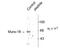 Syntaxin Binding Protein 2 antibody, TA309174, Origene, Western Blot image 