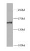 Myosin Light Chain Kinase antibody, FNab05493, FineTest, Western Blot image 