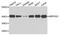 Mitochondrial Ribosomal Protein S22 antibody, A10300-1, Boster Biological Technology, Western Blot image 