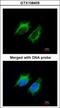Inhibin Subunit Beta A antibody, GTX108405, GeneTex, Immunofluorescence image 
