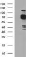 TLE Family Member 1, Transcriptional Corepressor antibody, TA590613, Origene, Western Blot image 