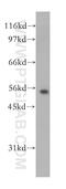 Inward rectifier potassium channel 16 antibody, 12696-1-AP, Proteintech Group, Western Blot image 