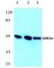 Glycogen Synthase Kinase 3 Alpha antibody, A03152-1, Boster Biological Technology, Western Blot image 
